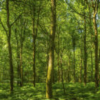 Emerald Green Panorama Forest Mural - Image 2