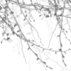Spring Beech Silver - Image 2