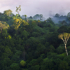 Sunrise at Lowland Rainforest Mural - Image 2