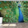 The Green Peacock Wallpaper