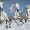 The White Running Horses Wallpaper - Image 2