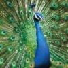 The Green Peacock Wallpaper - Image 2
