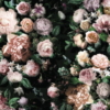 Victoria Black Wallmural ( 400 x 250 cm) - Image 2
