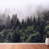 Pine Tree Forest Wallpaper Wallmural