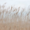 Swaying Reed Wallmural – Premium - Image 2