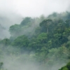 Misty Forest Wallmural – Premium - Image 3