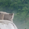 Misty Forest Wallmural – Premium - Image 4