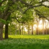 Verdant Wallmural – Premium - Image 2