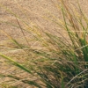 Vivid Dunes Wallmural ( 200 x 280 cm) - Image 4