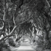 Forevenue Wallmural ( 250 x 280 cm) - Image 2