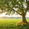 The Magic Tree Wallmural ( 450 x 280 cm) - Image 2