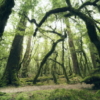 Ancient Green Wallmural ( 450 x 280 cm) - Image 2