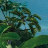 Jurassic Island Wallmural ( 450 x 280 cm) - Image 4
