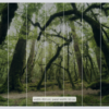 Ancient Green Wallmural ( 450 x 280 cm) - Image 3