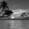 Coconut Palm Sun Mural - Image 2