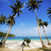 Coconut Palms Mural - Image 2