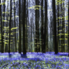 Dark Tree and Bluebells Mural - Image 2
