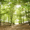 Green Path Mural - Image 2