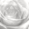 High Key Mural – Rose - Image 2