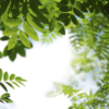 Leaves Mural - Image 2