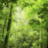 Steamy Forest Mural - Image 2