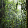 Tropical Forest Mural - Image 2