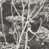 COW PARSLEY - Image 4