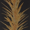 YUCCA - Image 5