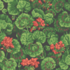 GERANIUM - Image 4