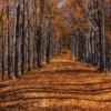 LANDSCAPE MURAL WALPAPER – CODE M878 - Image 2