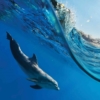 Dolphin Wave Wallmural – M885 - Image 2