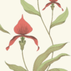 ORCHID - Image 14
