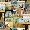 Africa Wallmural – Premium - Image 2