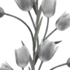 La Vie En Tulipe Mural – White – Premium - Image 2