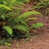 Redwood Trail Wallmural - Image 3