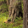 Redwood Trail Wallmural - Image 4