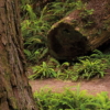 Redwood Trail Wallmural - Image 5