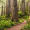Redwood Trail Wallmural - Image 2