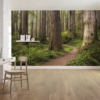 Redwood Trail Wallmural
